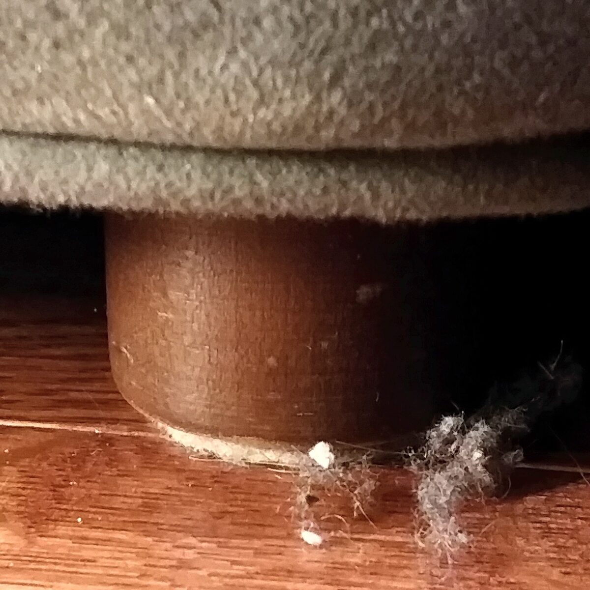 Bunny under chair 1