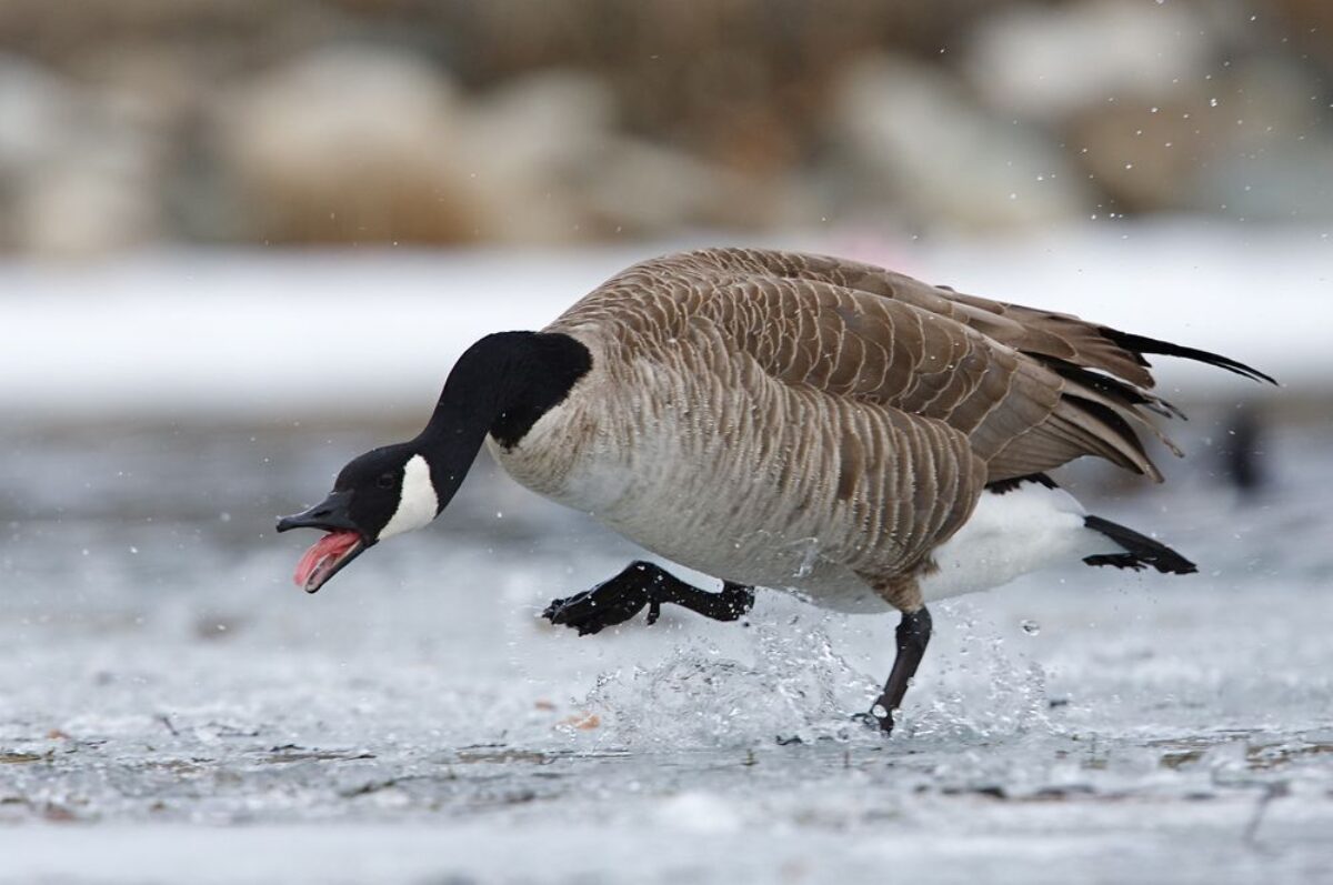 Cross goose