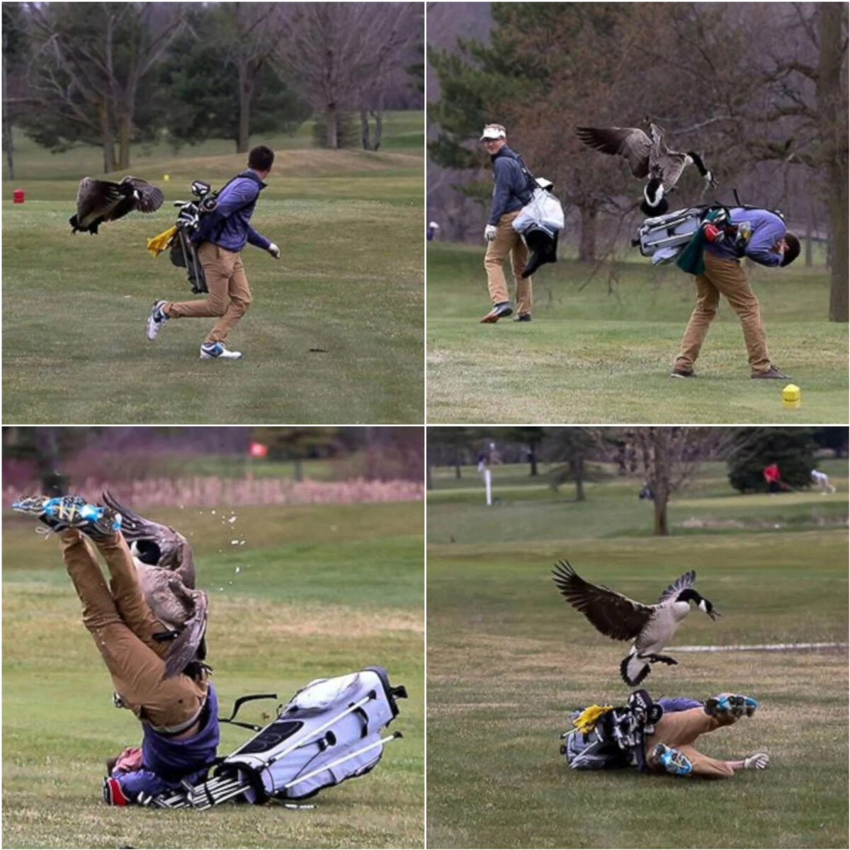 Goose attack