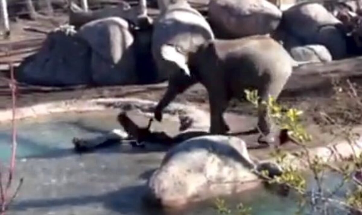 Goose attacks elephant