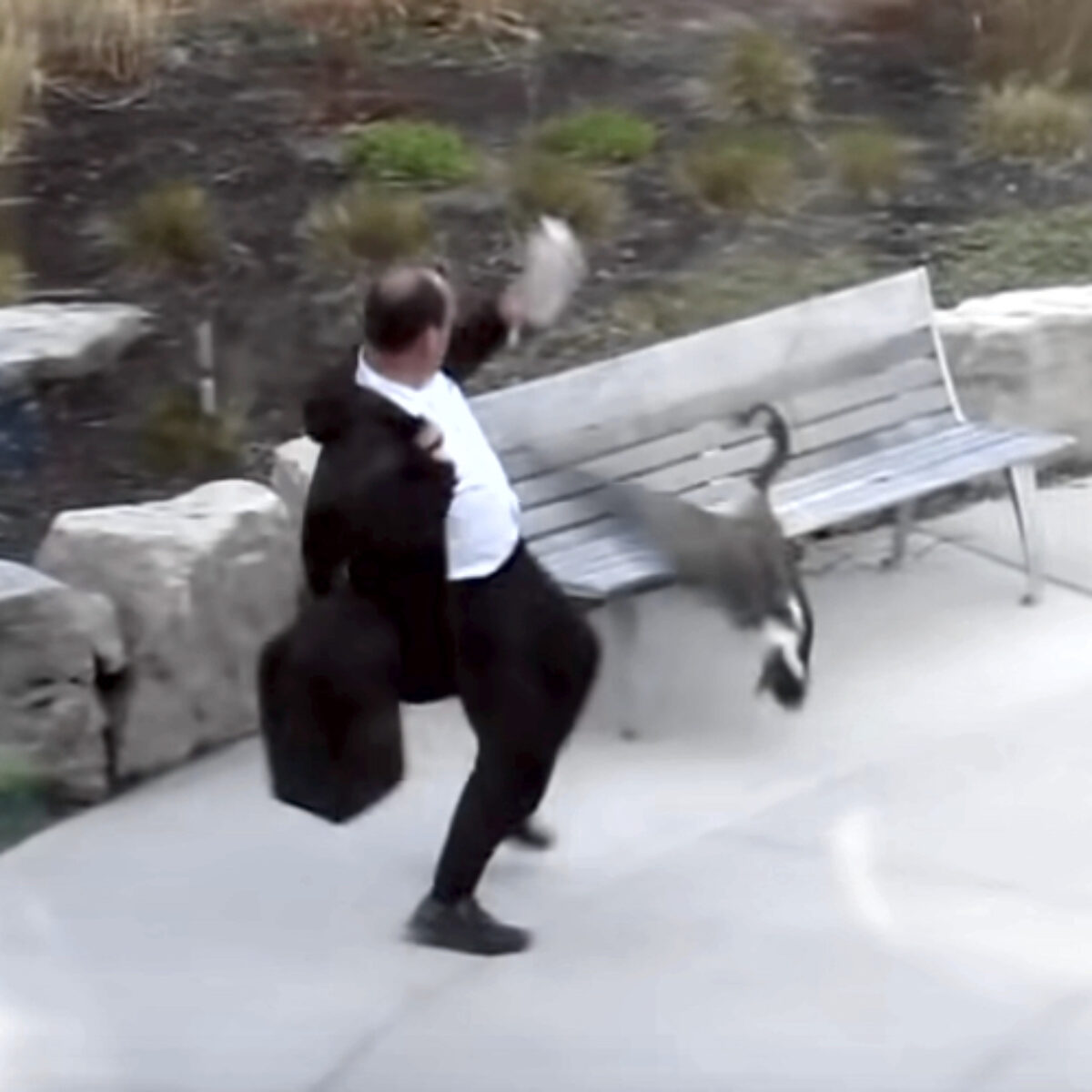Goose attacks man