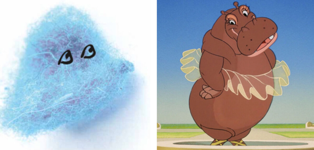 Rayon and hippo
