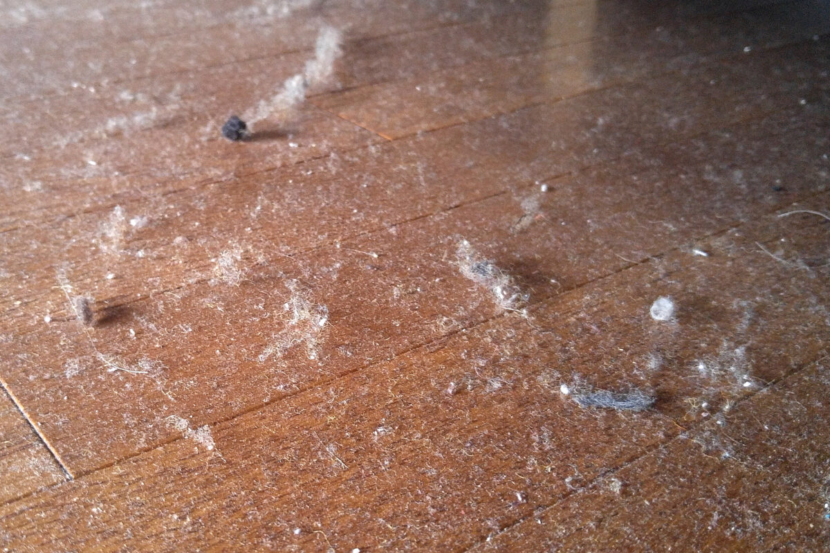 Under bed dust bunny settlement