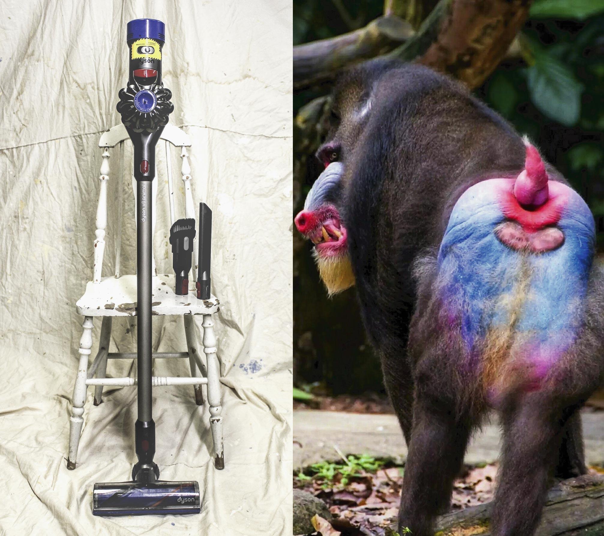 Dyson V8 Animal
