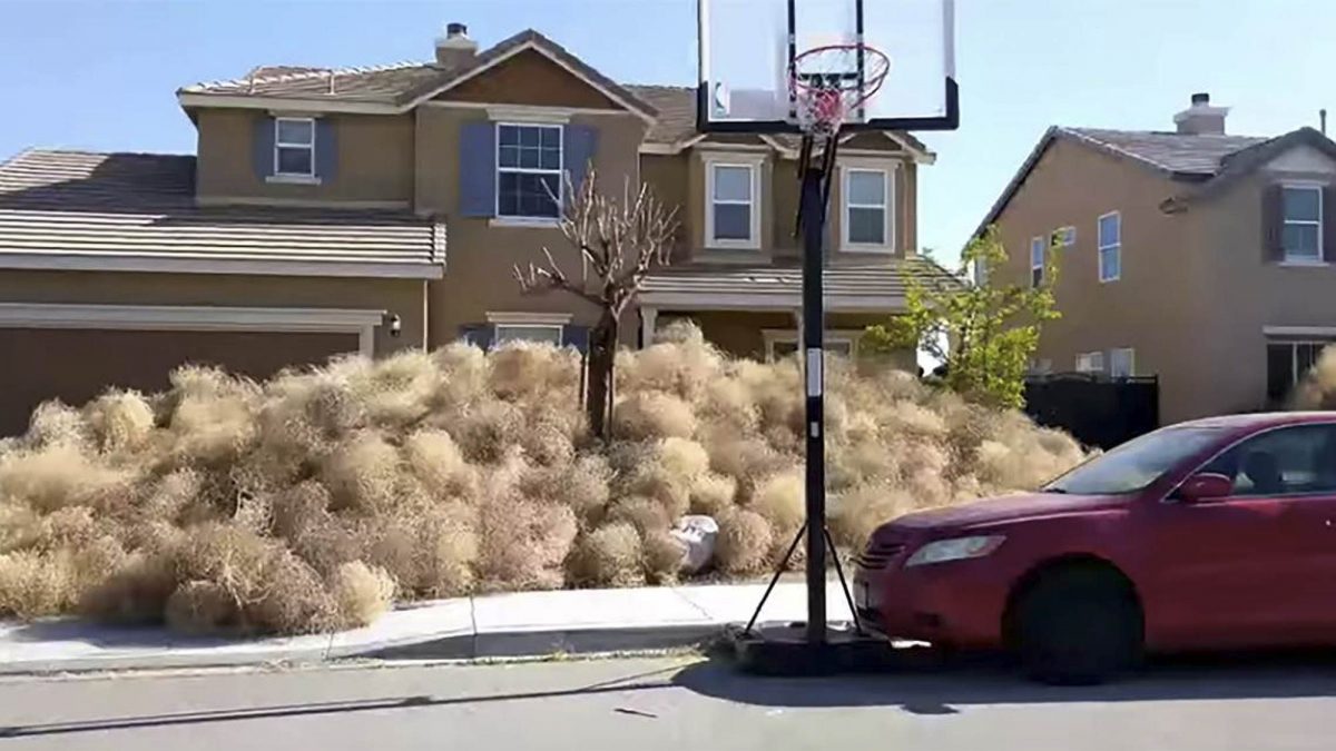 Bad-tumbleweeds